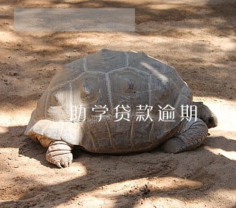助学贷款逾期 学校证明 助学贷款逾期 学校证明